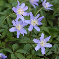 Anemone nemorosa 'Mart's Blue' Photo: A. Hoog